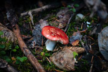 A large red capped mushroom rests amongst the vegetation on the forrest floor 