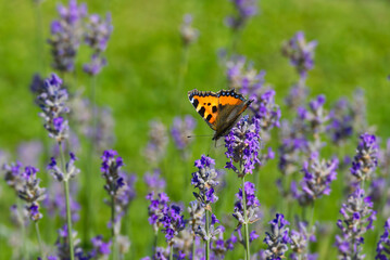 Small tortoiseshell butterfly (Aglais urticae) perched on lavender plant in Zurich, Switzerland