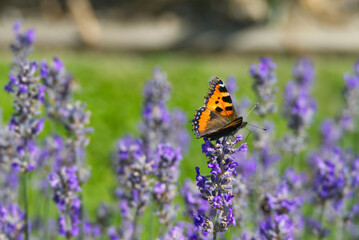 Small tortoiseshell butterfly (Aglais urticae) perched on lavender plant in Zurich, Switzerland