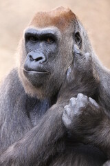 gorilla close up