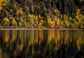 Colorful orange and yellow trees on the slope of a mountain reflect in a lake in Caucasus national reserve. Autumn forest reflects in water. Fall beautiful landscape. 
