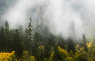 Misty landscape with mixed autumn forest. Glowing clouds run atop the mountain slope. Vintage retro...