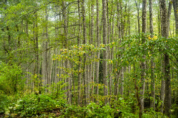 Obraz premium Mixed forest artistic background. Abstract colorful forest with green leaves.