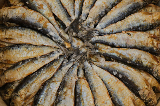 Bunch of salted herring stacked in barrel