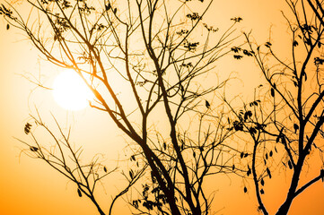 Sol refletidos através de galhos de uma árvore desfolhada 