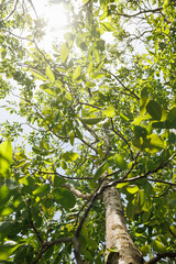 Fototapeta premium Moving fresh green foliage inside a tree in sunlight calming nature footage