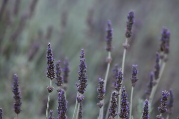 lavender in region