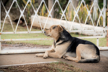 A black and yellow dog lying near the gate with its paws crossed and looking out