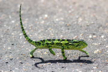 Flap-necked Chameleon, Kruger National Park, South Africa