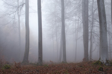 Small tree trunks in the Palatinate forest on a very foggy day in Germany.