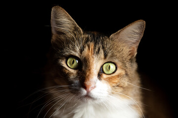 Regarde percent, chatte avec sa robe à quatre couleurs Polynésie 