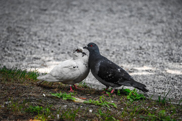 pigeon on the ground