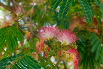 Albicia flowers 