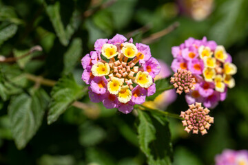 Colorful hedge flower in shallow depth of field and has a soft backdrop in the natural sunlight of summer and original colors.