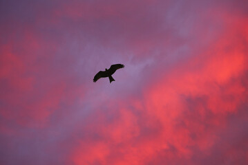 Eagle flying in the sunset