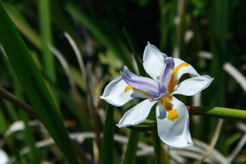 Beautiful red white and yellow flower