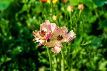 Fototapeta premium Pair of pink and cream ranunculus flowers growing in an outdoor flower.