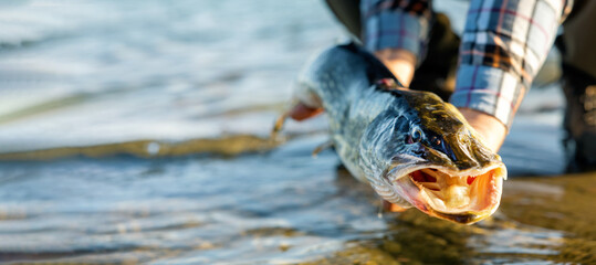 catch and release fishing. man holding pike fish above water. copy space