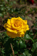 photo of yellow rose, Kazakhstan Nur-Sultan city