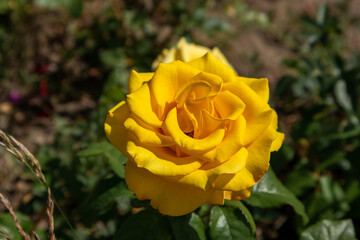 photo of yellow rose, Kazakhstan Nur-Sultan city