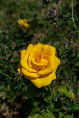 photo of yellow rose, Kazakhstan Nur-Sultan city