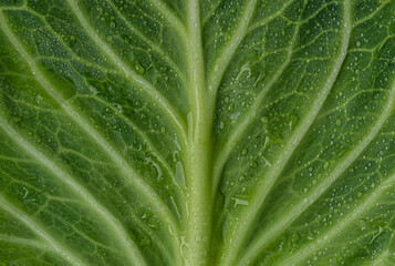 Cabbage green leaves with water drops. Green leaf with dew drops. Green background