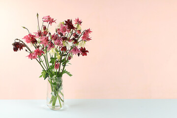 Bouquet with aquilegia in a vase, flower arrangement, Minimal abstract background for cosmetic products presentation, holiday concept. Mother's day card, happy birthday, wedding, place for text,