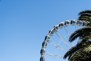 ferris wheel in the park with palm tree