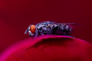 #insecte, #mouche, #rouge, #yeux, #poil