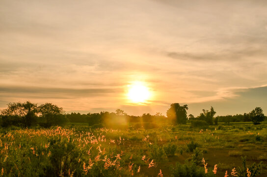 sunset in the field © Wichet