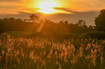 sunset in the field