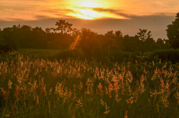 Fototapeta na wymiar sunrise in the field