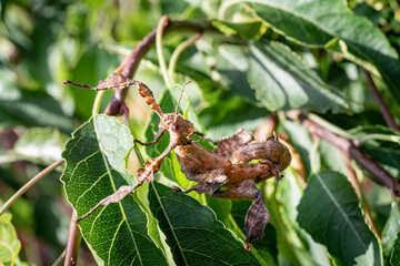 scarecrow on a branch
