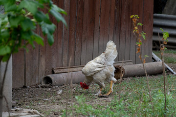 A young white rooster nibbles green grass in the backyard.