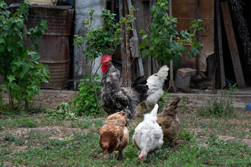 Beautiful rooster and free range hen. Roosters and chickens are free range.