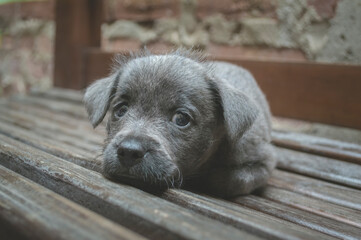 A small black puppy lying on a wooden bench