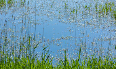 Small white flowers of Ottelia or duck lettuce blooming in the water of a wetland in June.