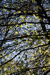 leaves