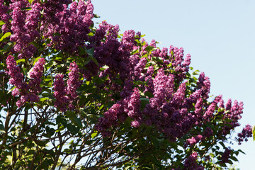 Flower beauty trees purple lilac in park on sky background