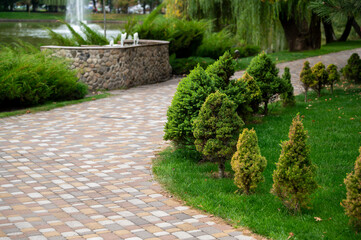 evergreens shrubs and arborvitae in landscape