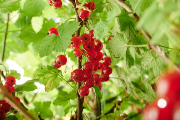 red currant on a bush branch, berry harvest in horticulture