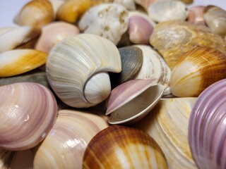 seashells on the beach