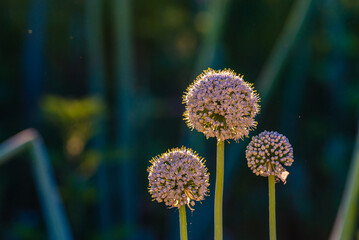 Onion seeds and seed head, allium seed saving in the vegetable garden. Green onion blooming in the garden, Welsh, morning light at sunrise, Inflorescence