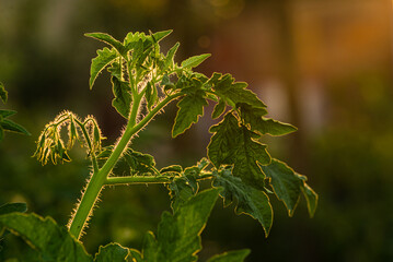 A bloom yellow tomato flowers, close-up. Among the green leaves yellow tomato flowers with long thin petals blossomed. A bloom tomato flowers for publication, poster, screensaver, wallpaper, postcard