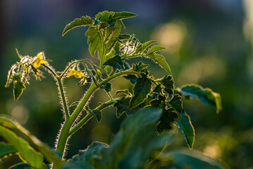 A bloom yellow tomato flowers, close-up. Among the green leaves yellow tomato flowers with long thin petals blossomed. A bloom tomato flowers for publication, poster, screensaver, wallpaper, postcard