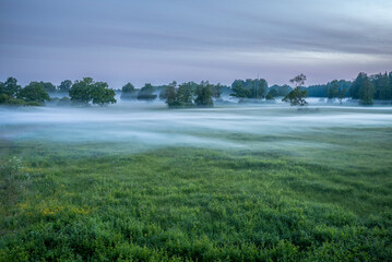 foggy wooded meadow in Soomaa national park in Estonia,  midsummer night in northern Europe