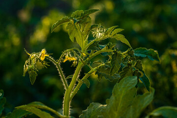 A bloom yellow tomato flowers, close-up. Among the green leaves yellow tomato flowers with long thin petals blossomed. A bloom tomato flowers for publication, poster, screensaver, wallpaper, postcard