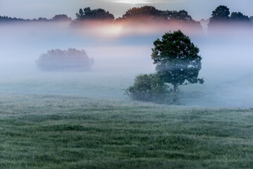 foggy wooded meadow in Soomaa national park in Estonia,  midsummer night in northern Europe