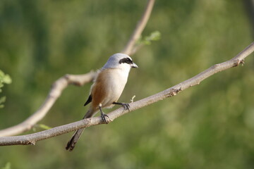 Beautiful bird long tailed shrike sitting on tree branch looking for food. Background for seasonal greetings or wall mounting.