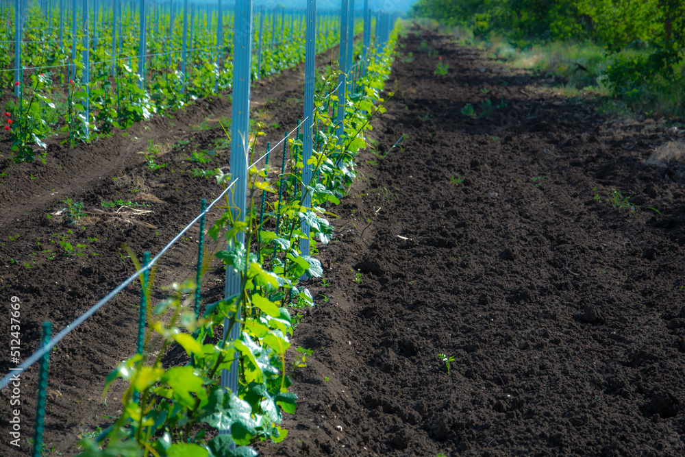 Canvas Prints young vineyard